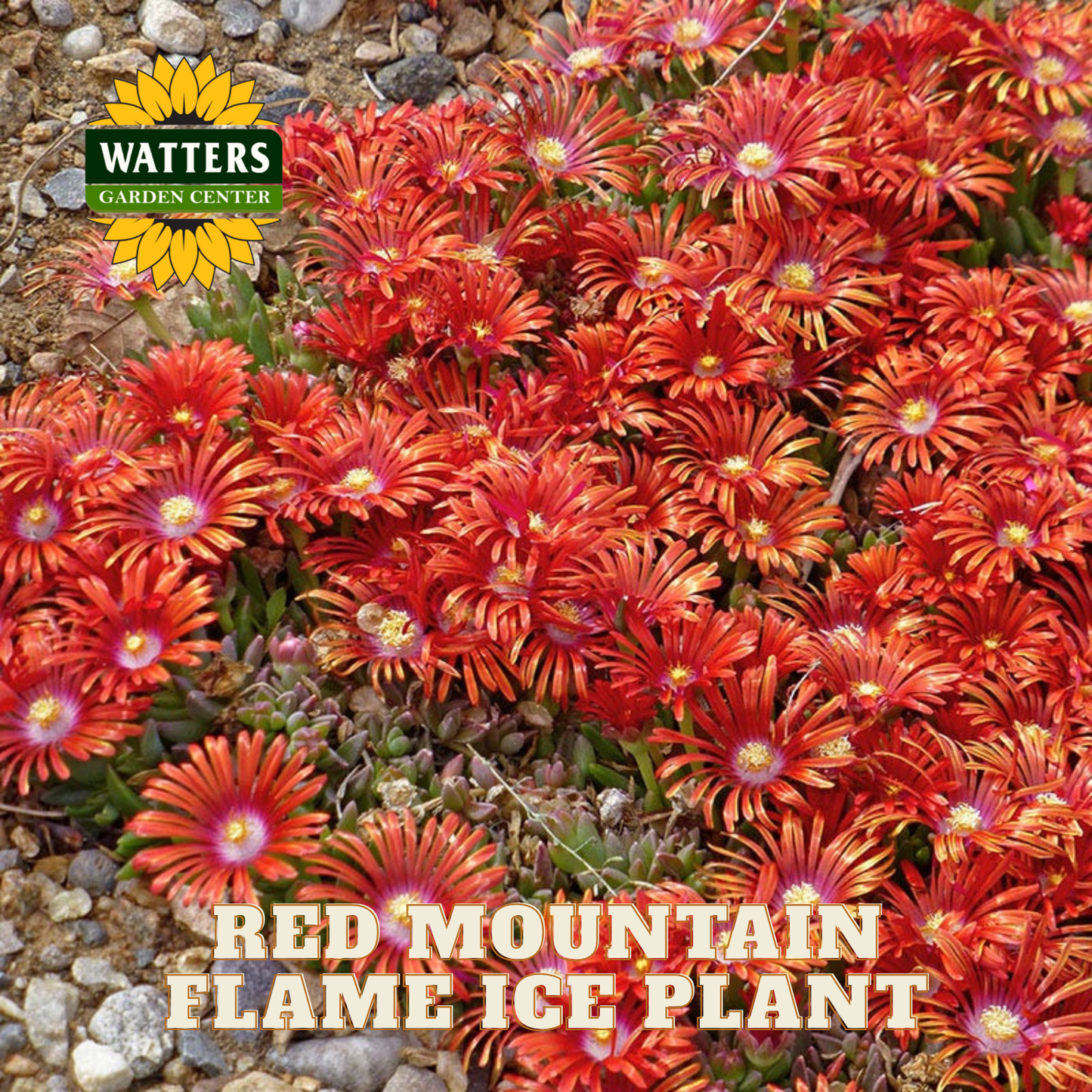 RED MOUNTAIN FLAME ICE PLANT 1gal