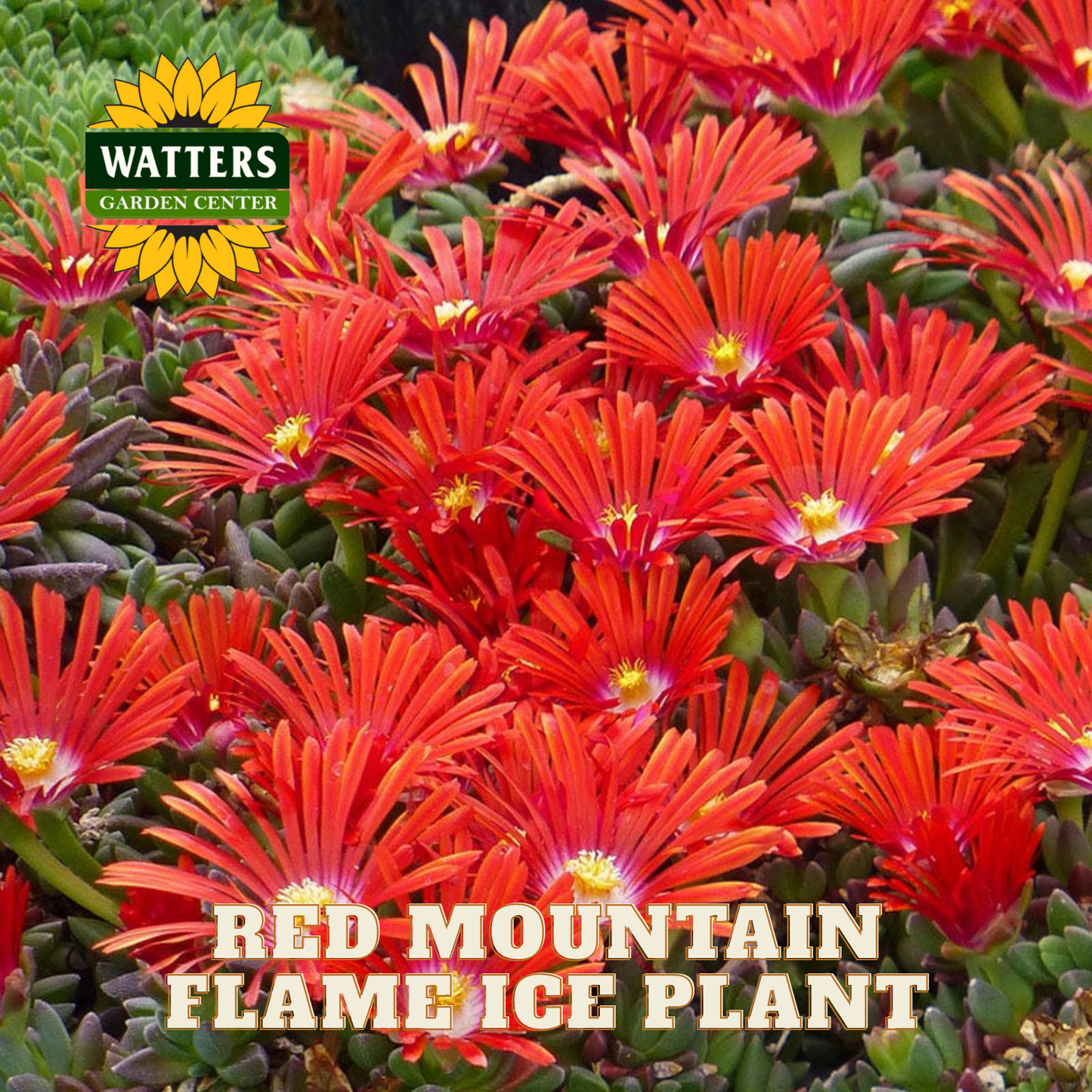 RED MOUNTAIN FLAME ICE PLANT 1gal