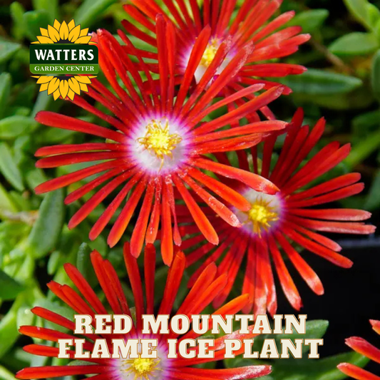 RED MOUNTAIN FLAME ICE PLANT 1gal