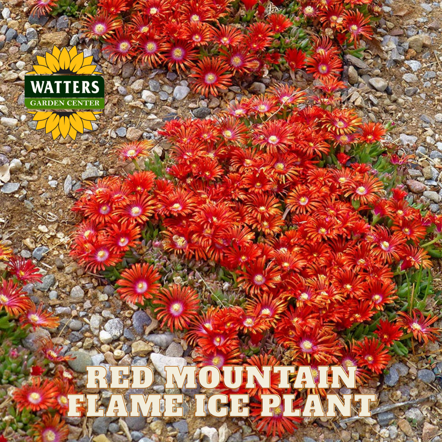 RED MOUNTAIN FLAME ICE PLANT 1gal
