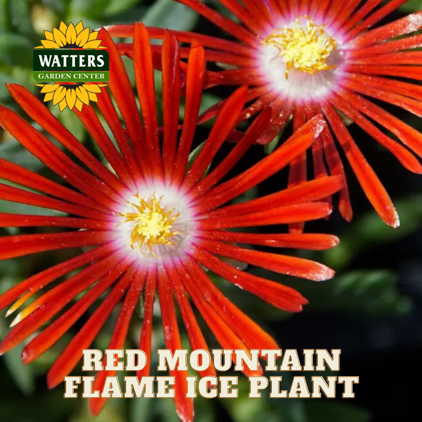 RED MOUNTAIN FLAME ICE PLANT 1gal