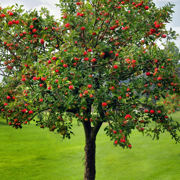 RED DELICIOUS APPLE TREE 7gal