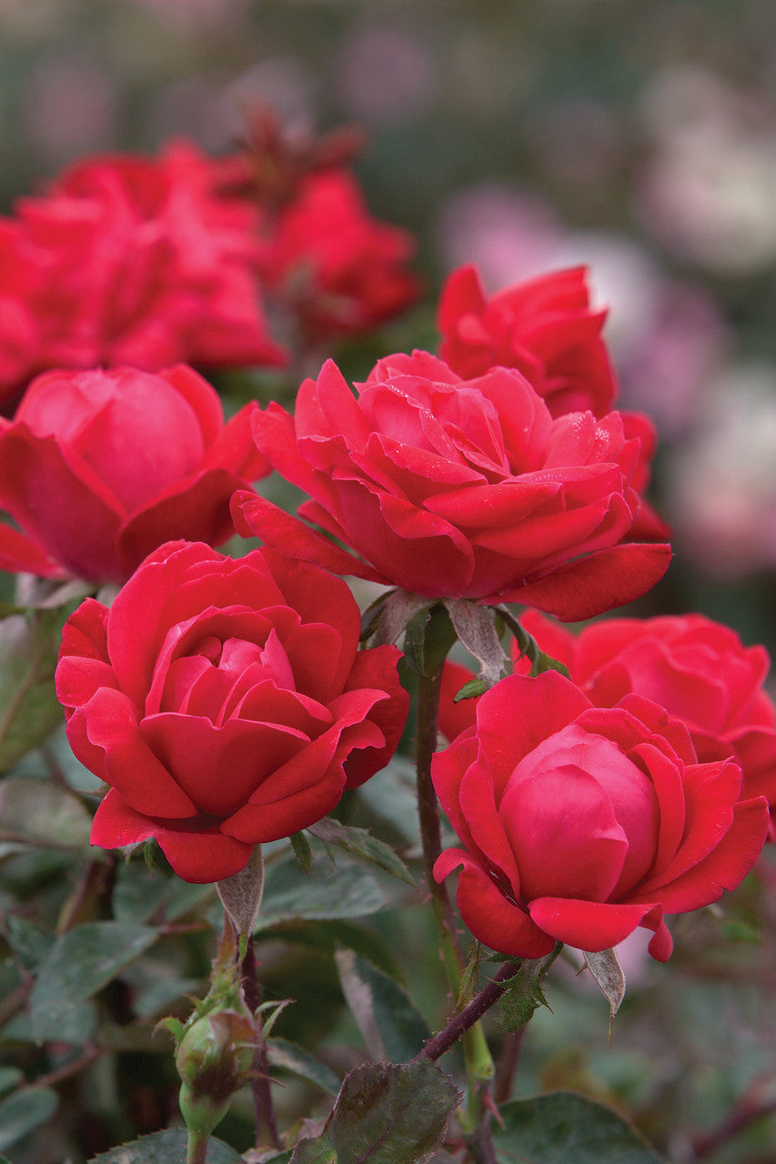 Red Knock Out® Rose (ROSE K.O. KNOCKOUT) - 3 gallon