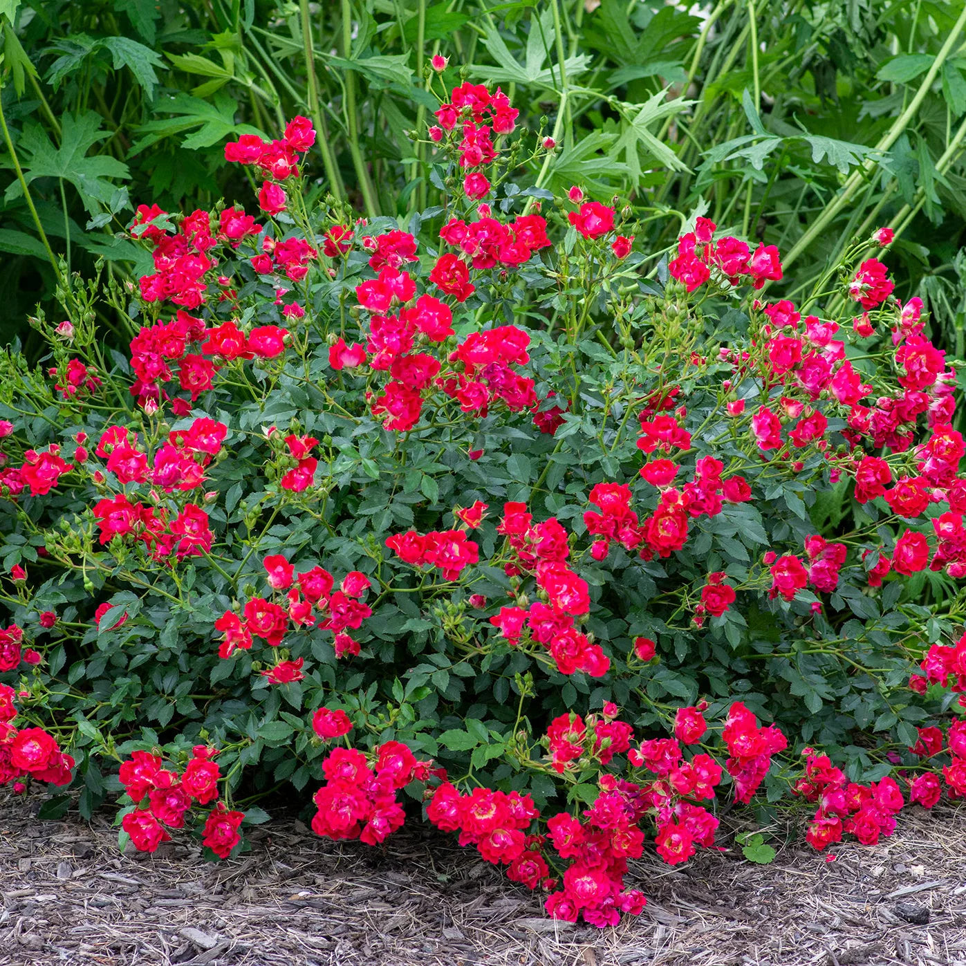 Red Drift® Rose (ROSE DRIFT RED) - 2 gallon