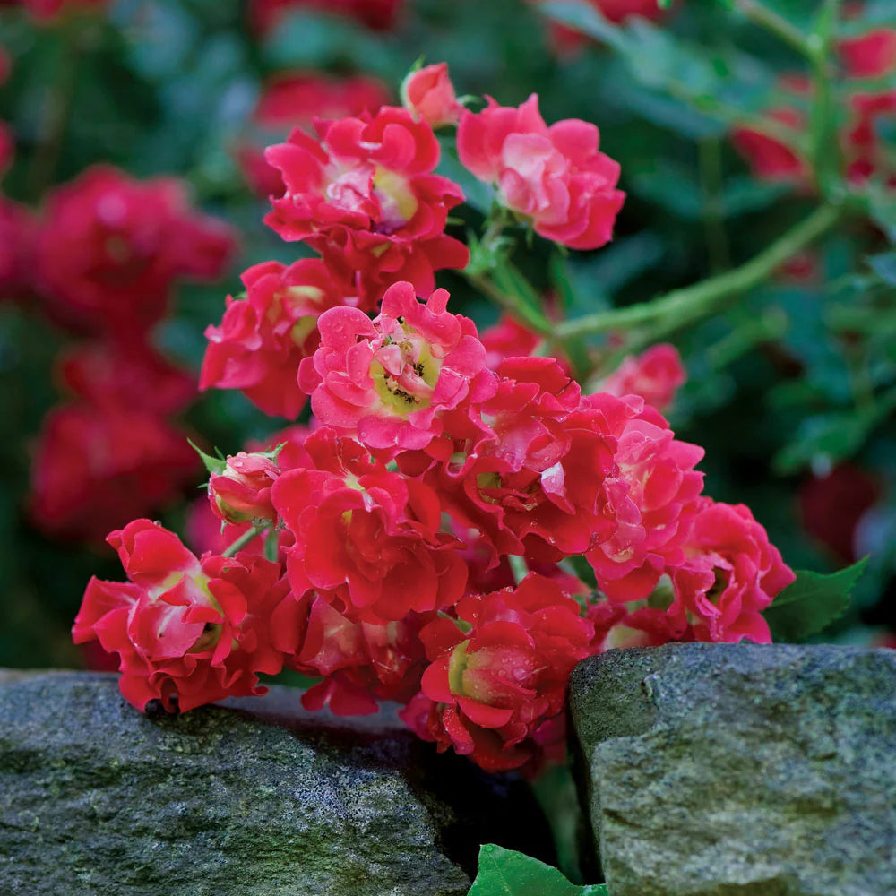 Red Drift® Rose (ROSE DRIFT RED) - 2 gallon