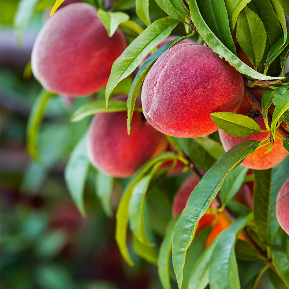 RED HAVEN PEACH TREE 10gal
