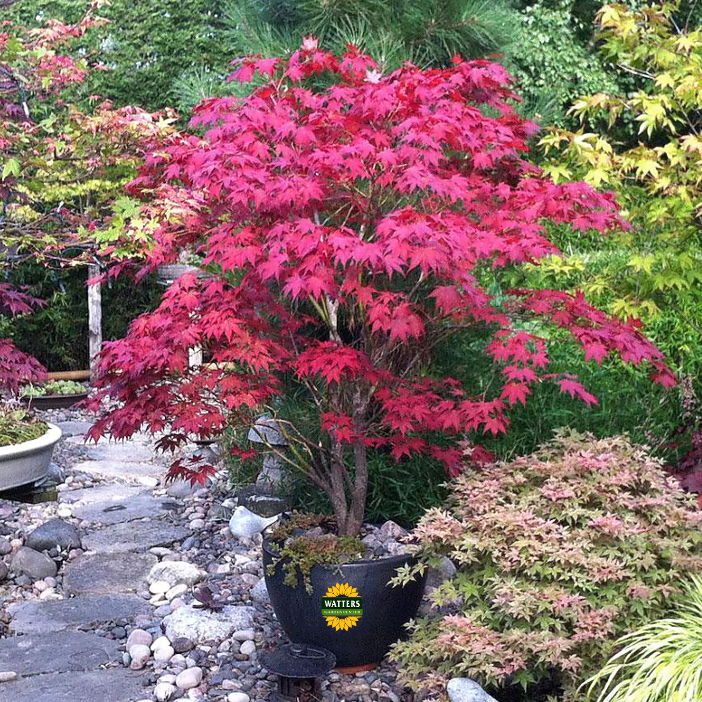 Red Leaf Japanese Maple (ACER PA. ATROPURPUREA) - 3 gallon 24-30"