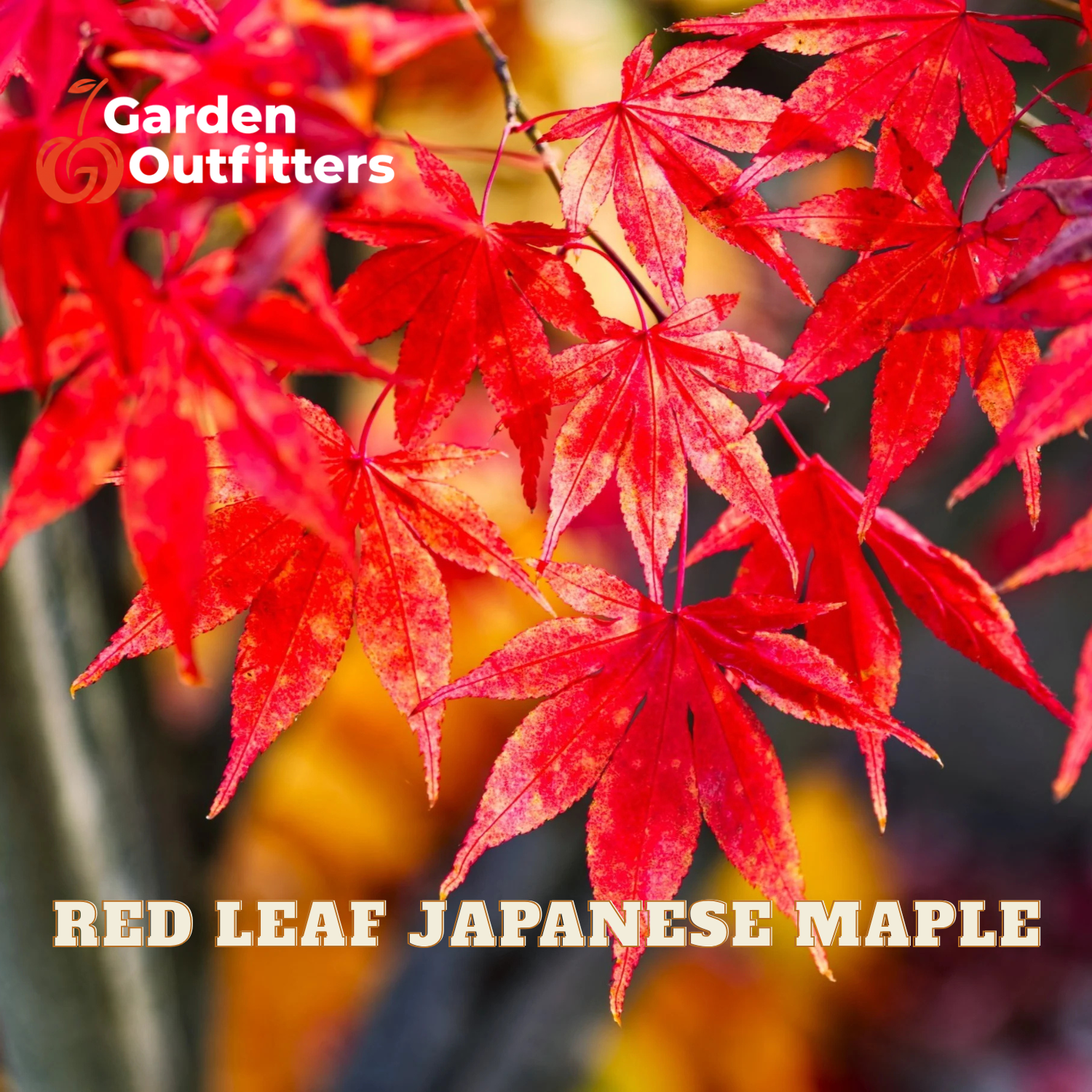 Close-up of bright red Japanese maple leaves with a blurred warm background and overlaid text reading 'Garden Outfitters' and 'RED LEAF JAPANESE MAPLE'.