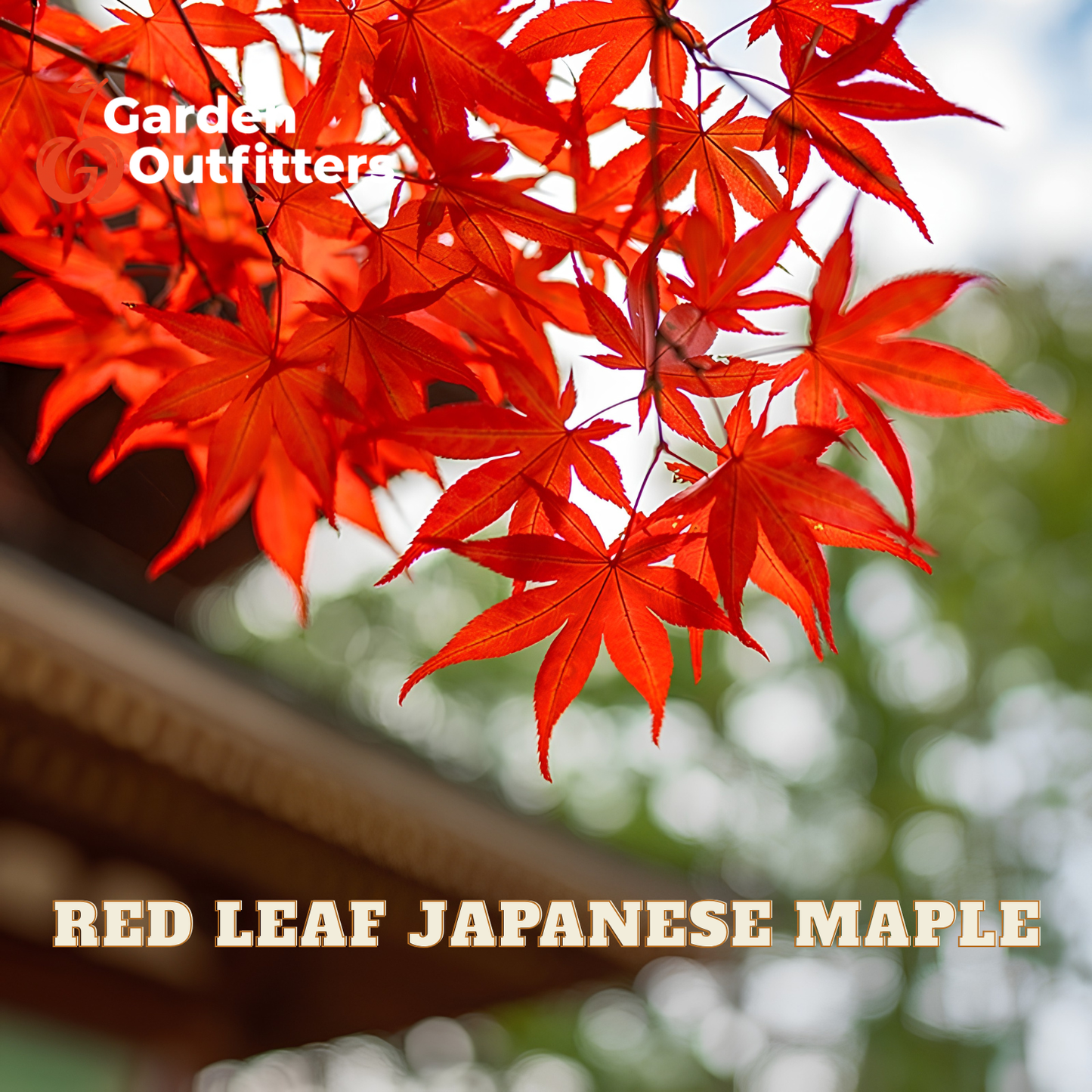 Vibrant red Japanese maple leaves hanging in front of a blurred outdoor background with a roofline and greenery. Text overlays read 'Garden Outfitters' and 'RED LEAF JAPANESE MAPLE'.
