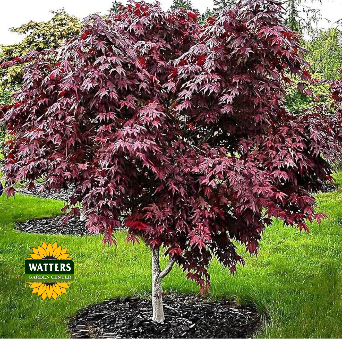 Red Leaf Japanese Maple (ACER PA. ATROPURPUREA) - 3 gallon 24-30"