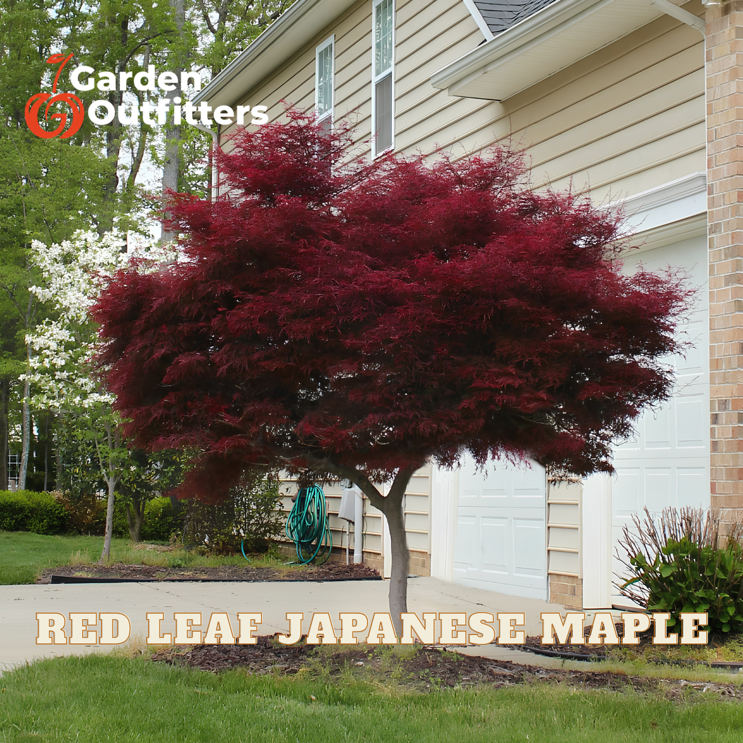 A red leaf Japanese maple tree with dense dark red foliage planted in a landscaped yard in front of a beige house with a garage. The image includes the Garden Outfitters logo in the top-left corner and text at the bottom reading 'RED LEAF JAPANESE MAPLE'.