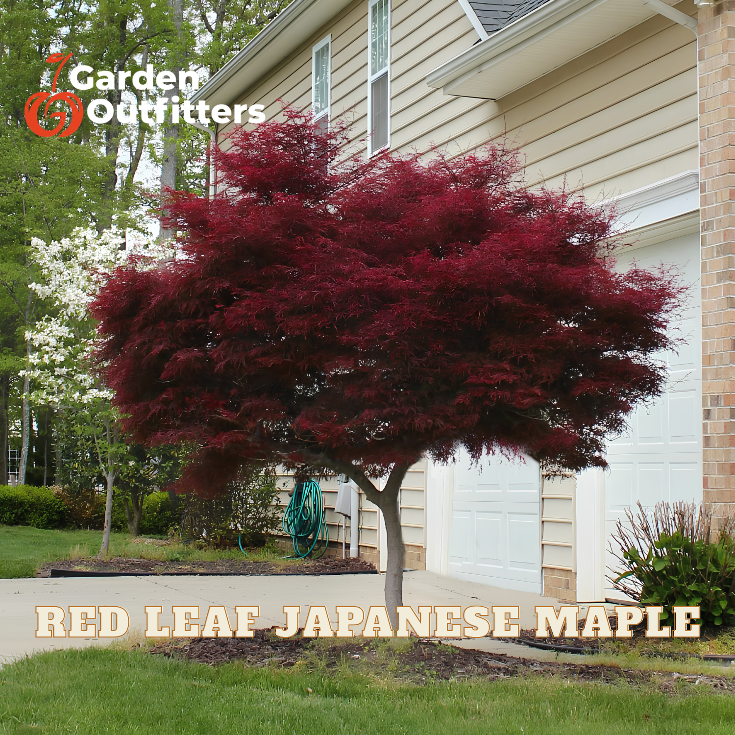 A red leaf Japanese maple tree with dense dark red foliage planted in a landscaped yard in front of a beige house with a garage. The image includes the Garden Outfitters logo in the top-left corner and text at the bottom reading 'RED LEAF JAPANESE MAPLE'.