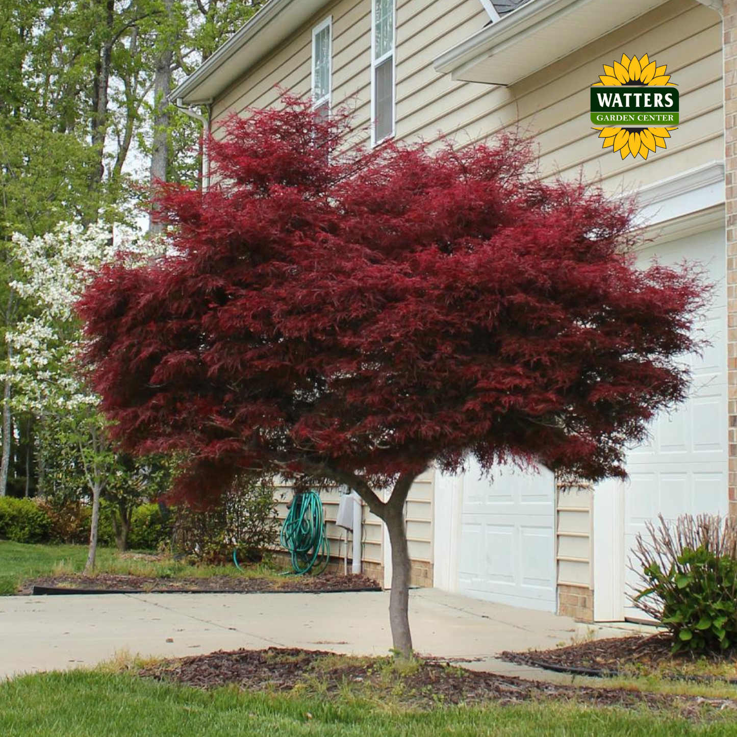 Red Leaf Japanese Maple (ACER PA. ATROPURPUREA) - 3 gallon 24-30"