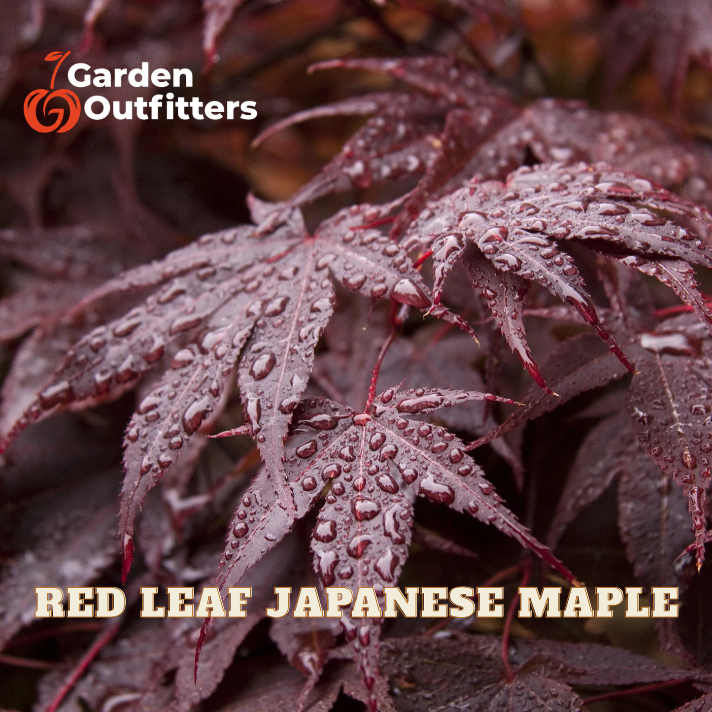 Close-up of red leaf Japanese maple foliage with water droplets on the leaves, featuring the Garden Outfitters logo in the top-left corner and the text 'RED LEAF JAPANESE MAPLE' at the bottom.