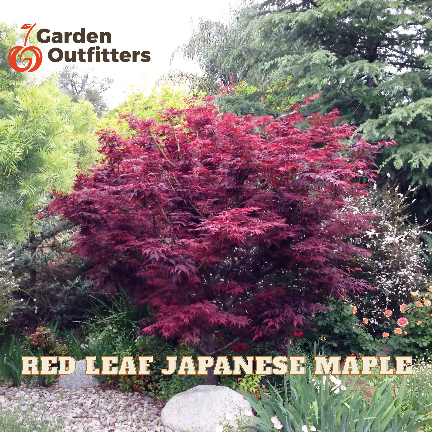 A red leaf Japanese maple tree in full foliage, shown in a garden setting with other plants, rocks, and trees. Text overlays read 'Garden Outfitters' at the top left and 'RED LEAF JAPANESE MAPLE' at the bottom.