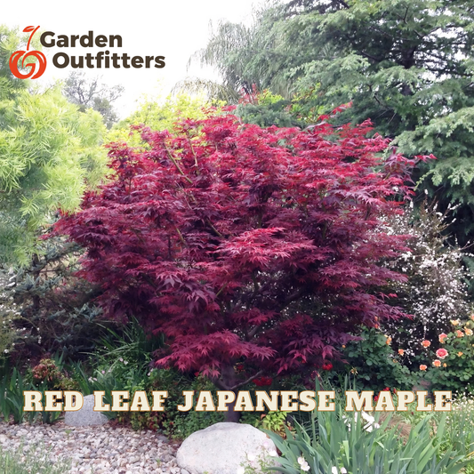 A red leaf Japanese maple tree in full foliage, shown in a garden setting with other plants, rocks, and trees. Text overlays read 'Garden Outfitters' at the top left and 'RED LEAF JAPANESE MAPLE' at the bottom.