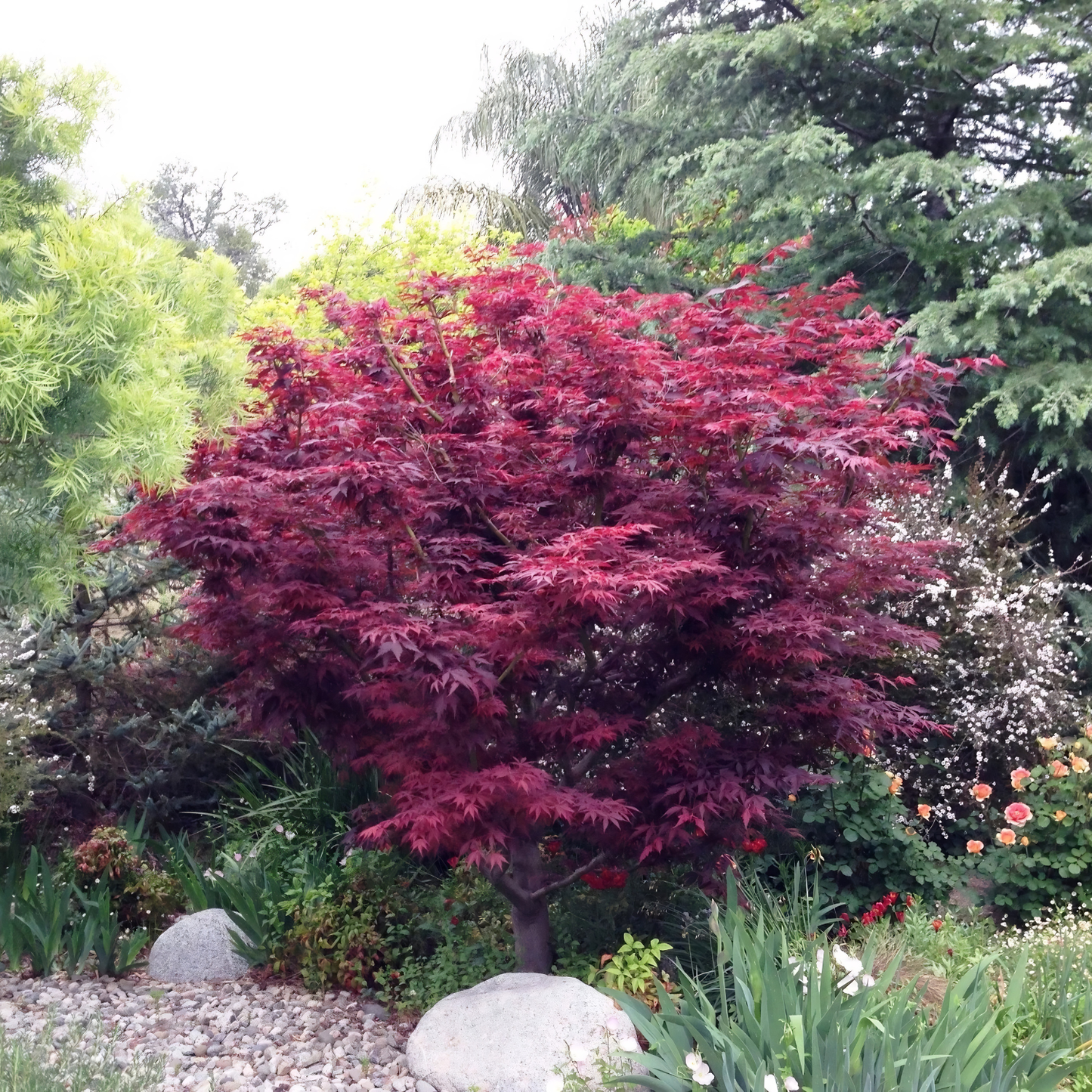 A red Japanese maple tree with dense, vibrant burgundy-red foliage, planted in a landscaped garden bed with gravel, large rocks, and other green shrubs and trees.