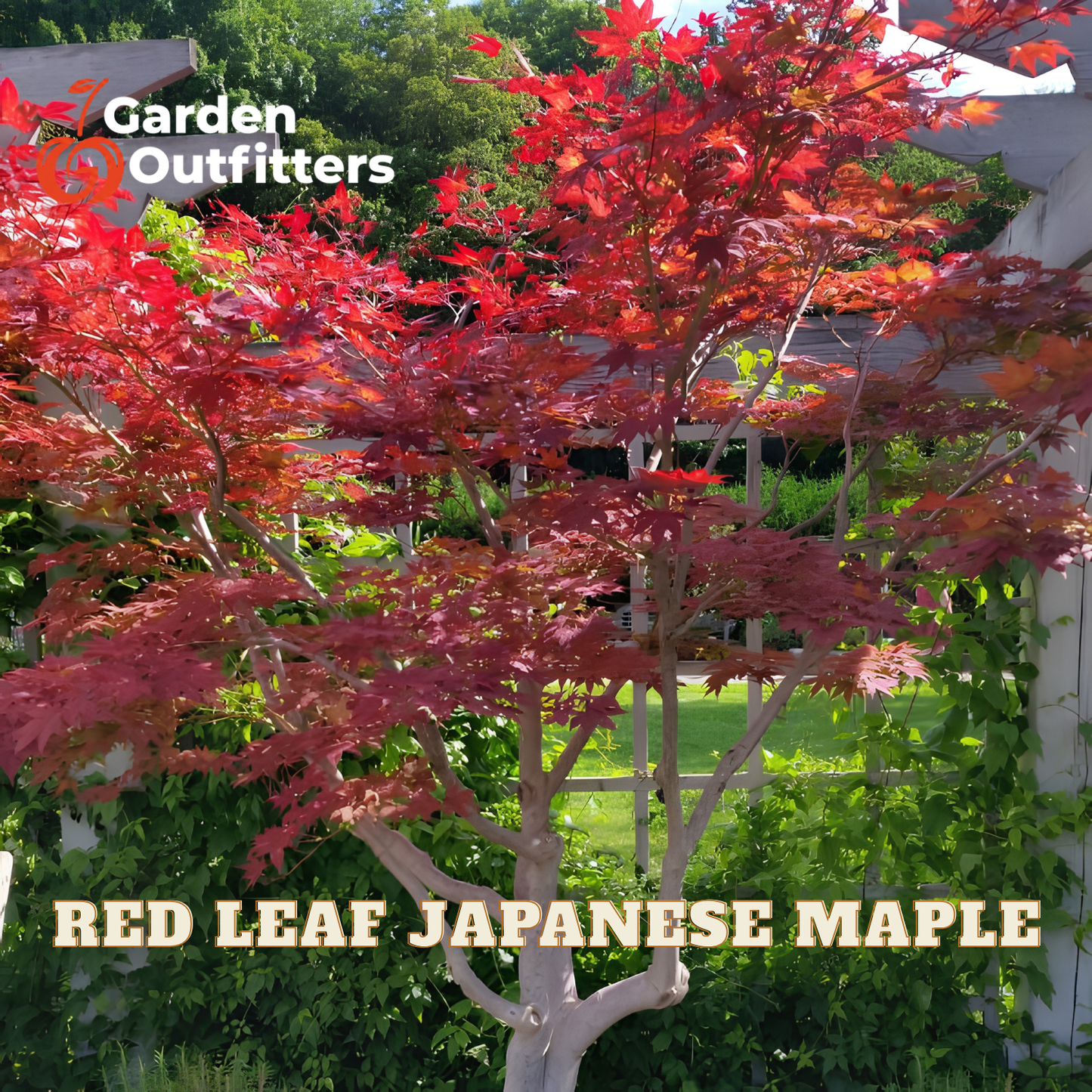 A red leaf Japanese maple tree in full bloom with vibrant red foliage, set in a garden background with a house and pergola visible. Text overlays read 'Garden Outfitters' and 'RED LEAF JAPANESE MAPLE'.