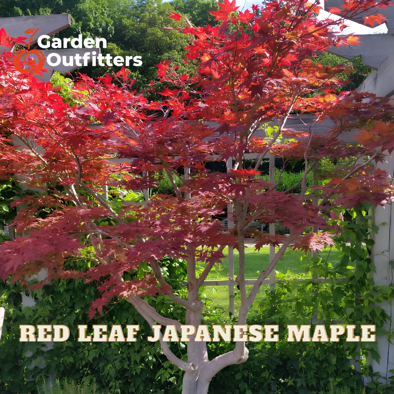 A red leaf Japanese maple tree in full bloom with vibrant red foliage, set in a garden background with a house and pergola visible. Text overlays read 'Garden Outfitters' and 'RED LEAF JAPANESE MAPLE'.