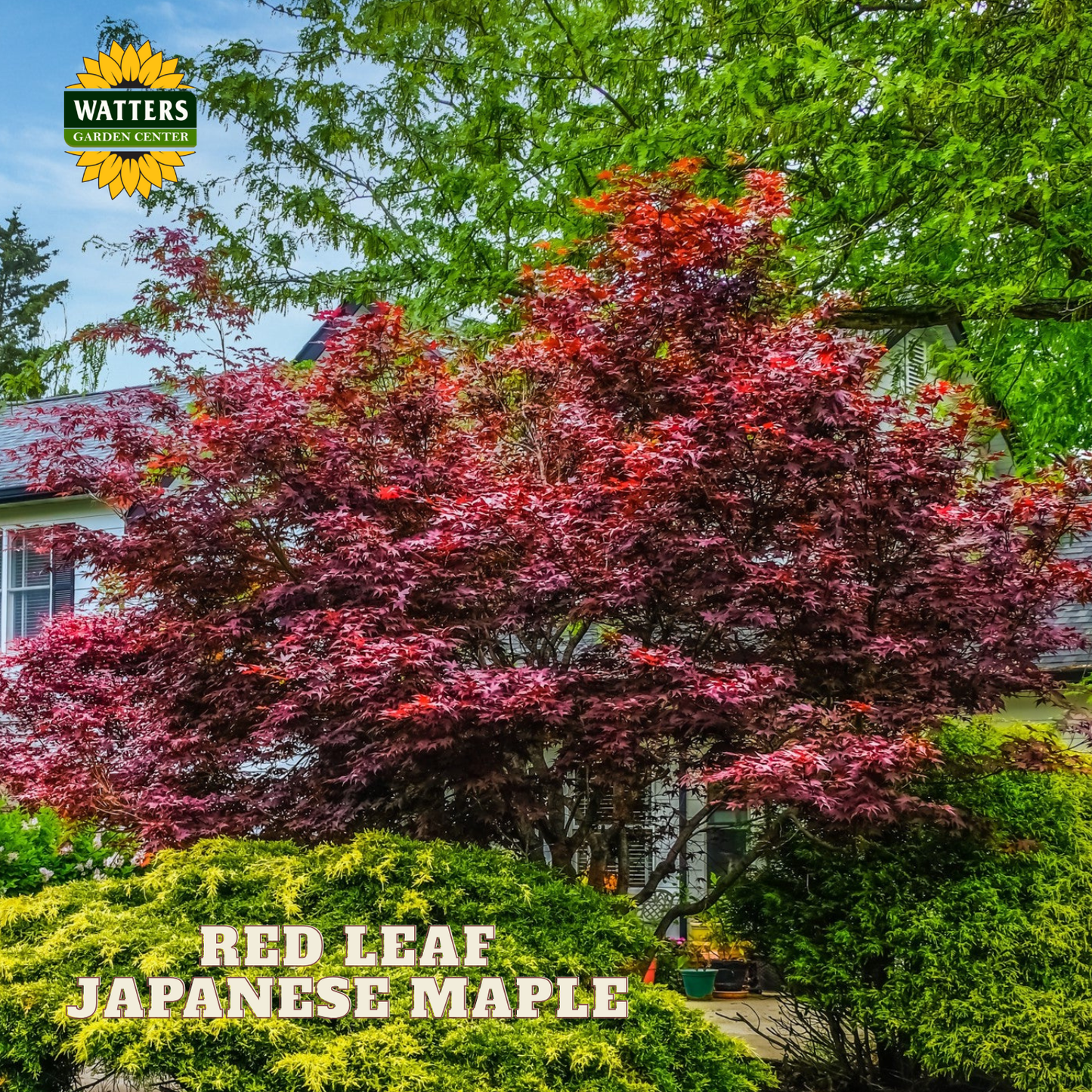 Red Leaf Japanese Maple (ACER PA. ATROPURPUREA) - 3 gallon 24-30"