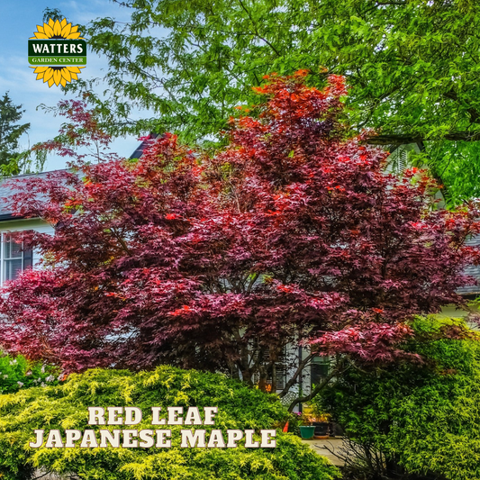 Red Leaf Japanese Maple (ACER PA. ATROPURPUREA) - 3 gallon 24-30"