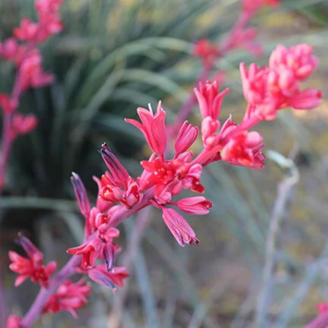 STOPLIGHT YUCCA
