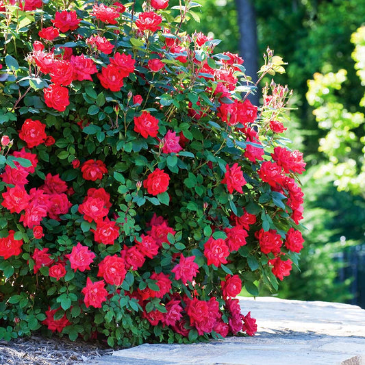 Red Knock Out® Rose (ROSE K.O. KNOCKOUT) - 3 gallon