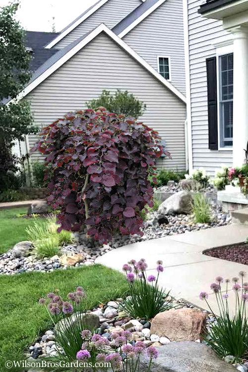 RUBY FALLS WEEPING REDBUD TREE 5gal