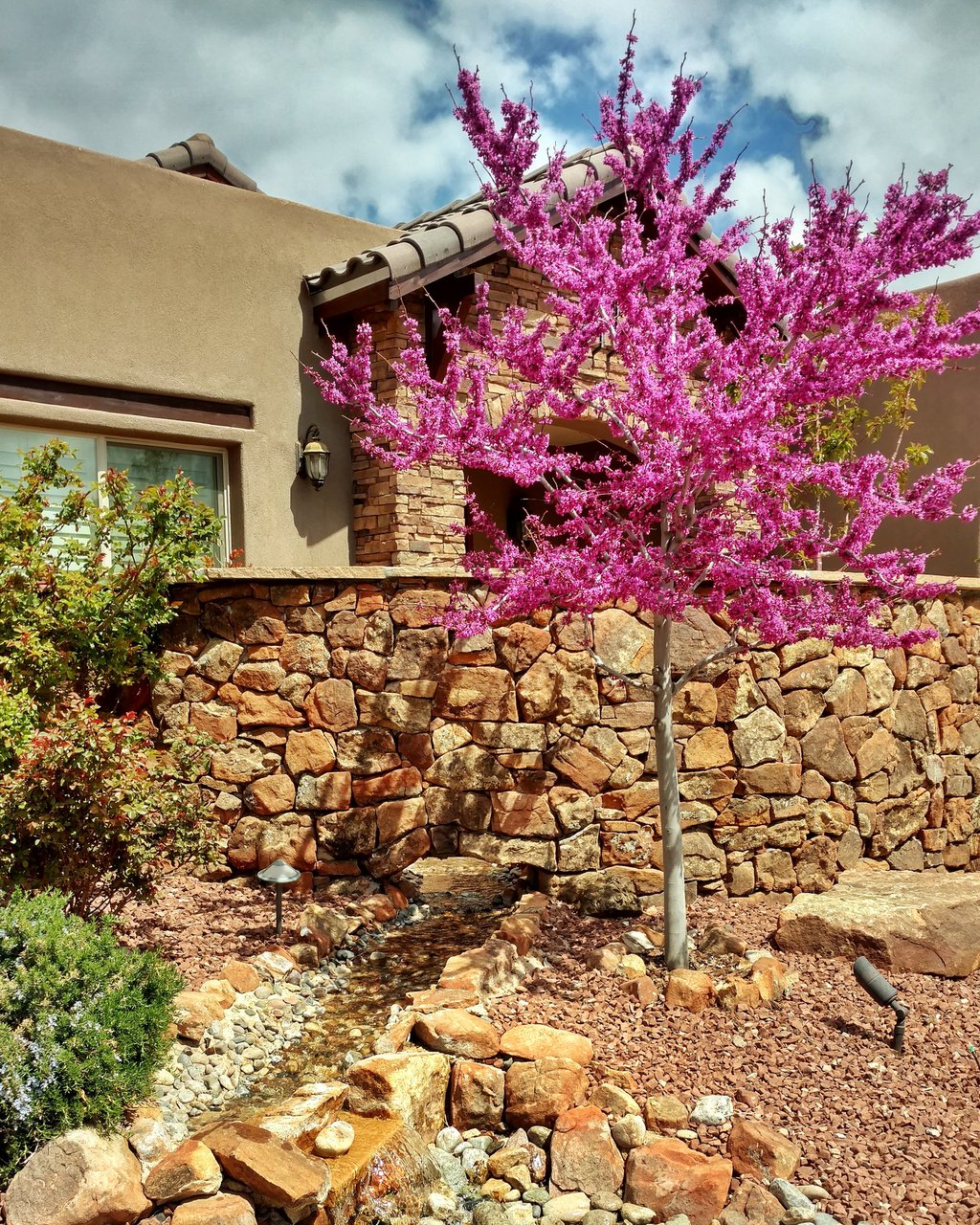 OKLAHOMA REDBUD TREE 5gal