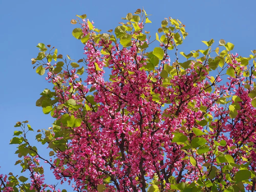 FLAME THROWER REDBUD TREE 5gal