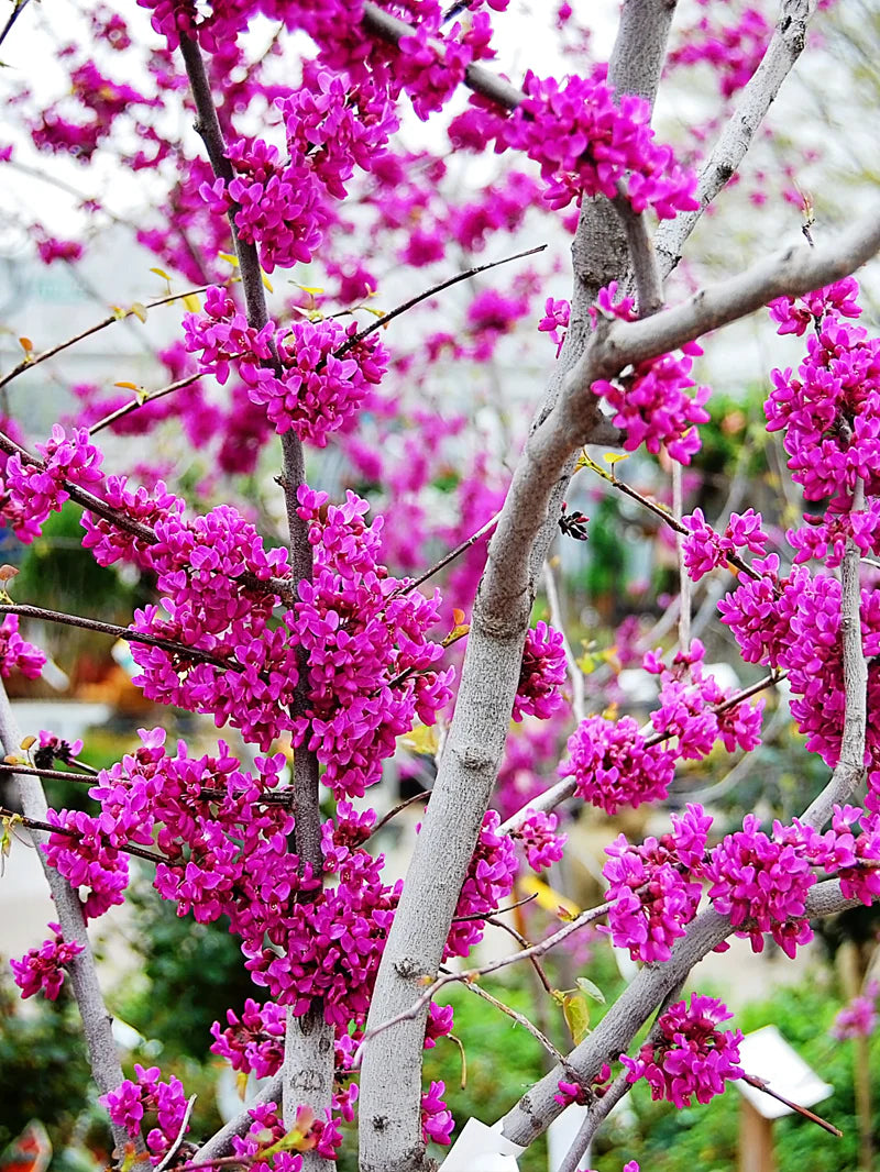 OKLAHOMA REDBUD TREE 10gal