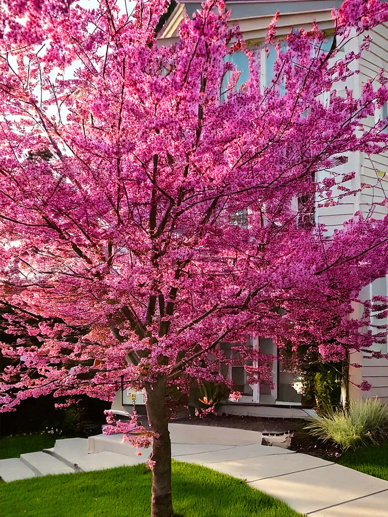 PINK POM POM REDBUD TREE 10gal