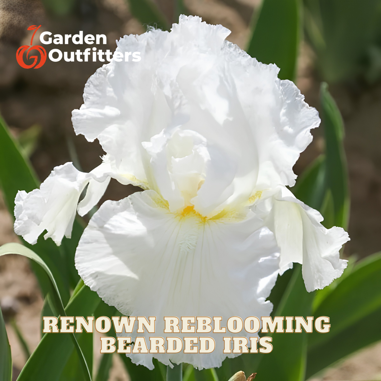 A close-up of a white bearded iris flower with ruffled petals and green leaves, with Garden Outfitters branding and the text 'Renown Reblooming Bearded Iris' overlaid on the image.