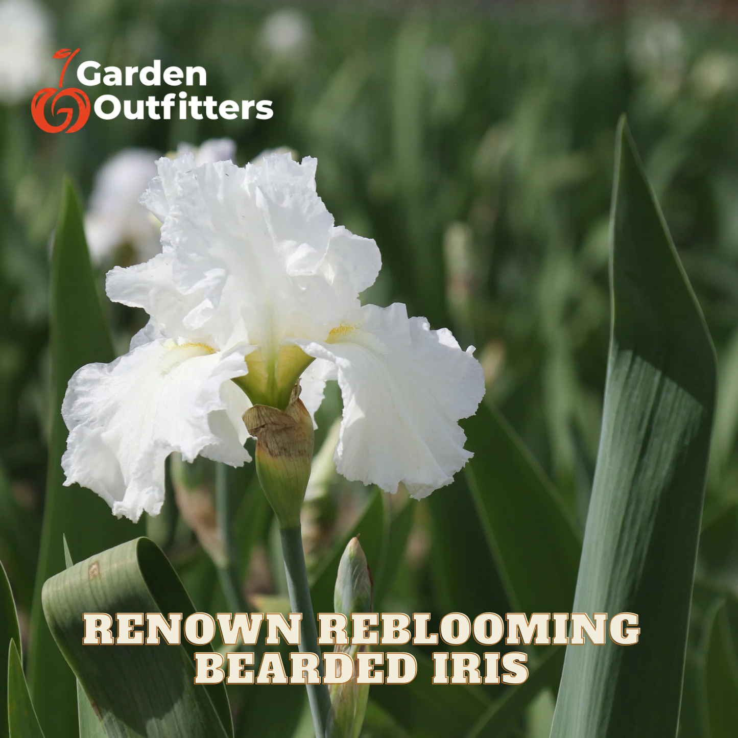 A white bearded iris flower in bloom with green leaves, shown outdoors with Garden Outfitters branding and the text 'Renown Reblooming Bearded Iris' overlaid on the image.