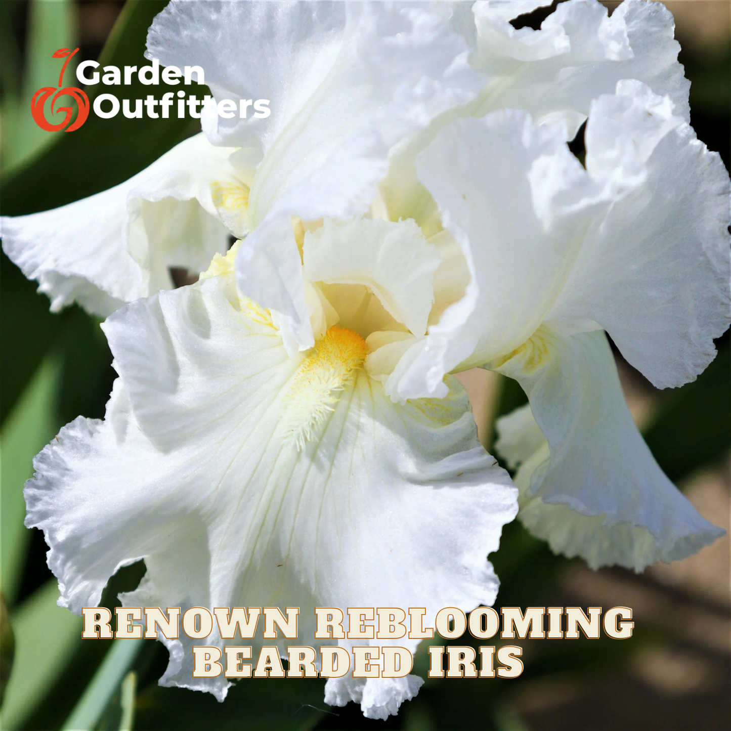 A close-up of a white bearded iris flower with ruffled petals and a yellow center, with text reading 'RENOTEN REBLOOMING BEADED IRIS' and a Garden Outfitters logo.