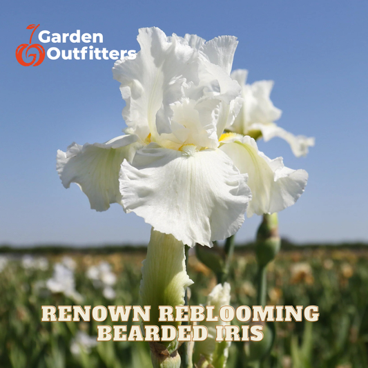 A white bearded iris flower in full bloom with green stems, photographed outdoors against a blue sky. The text 'Garden Outfitters' appears in the top left, and 'RENOWN REBLOOMING BEARDED IRIS' is written at the bottom.