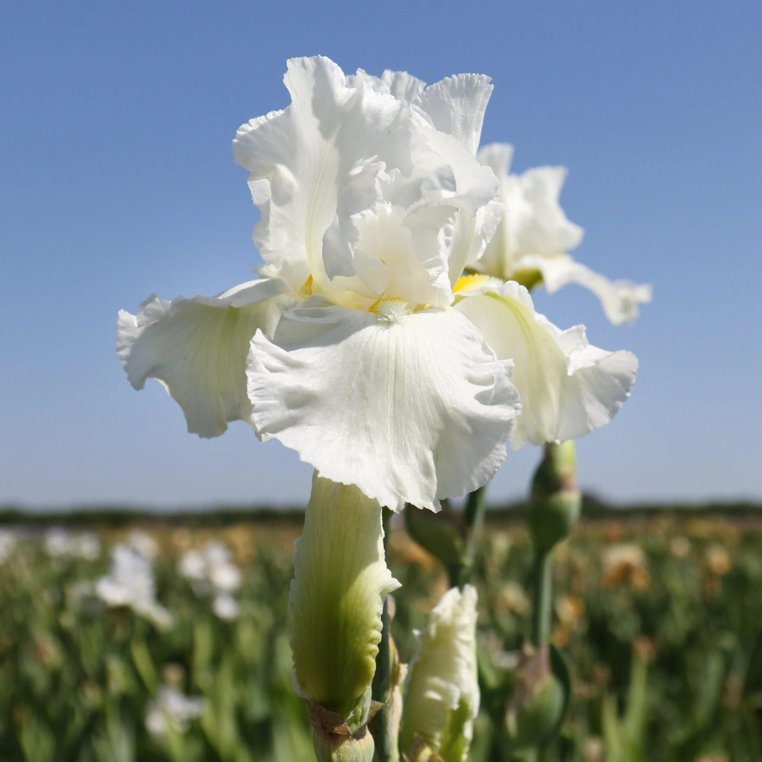 A close-up of a white iris flower in full bloom with pale yellow center details, set against a blurred field of similar flowers and a clear blue sky.