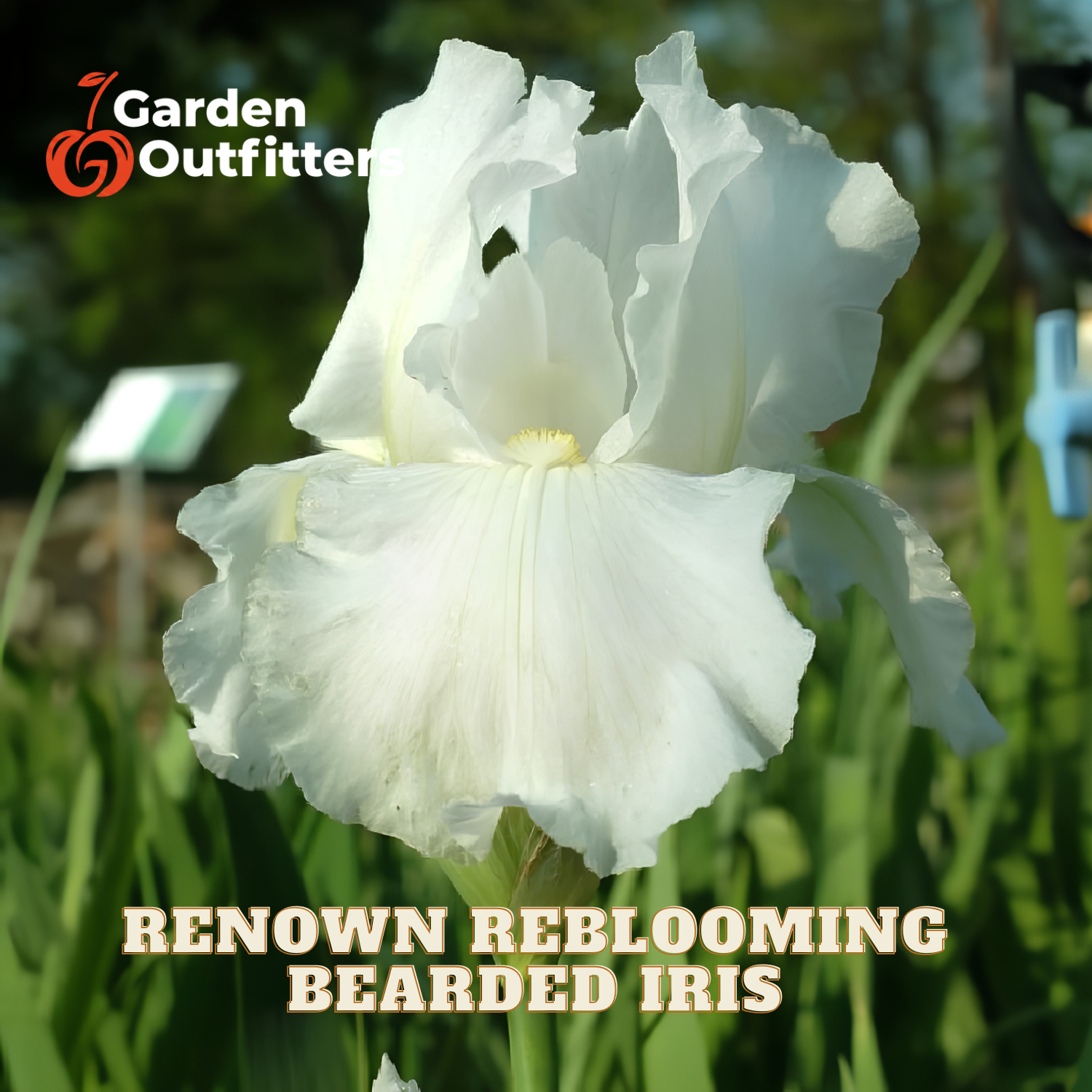 A close-up of a white bearded iris flower in a garden with green foliage in the background. Text overlays read 'Garden Outfitters' and 'RENOWN REBLOOMING BEARDED IRIS'.