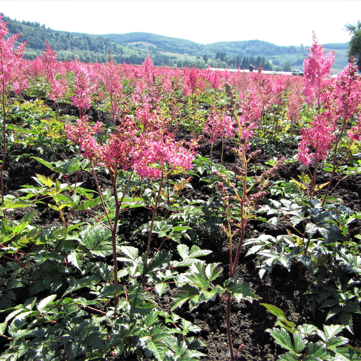 Astilbe - Cotton Candy Collection