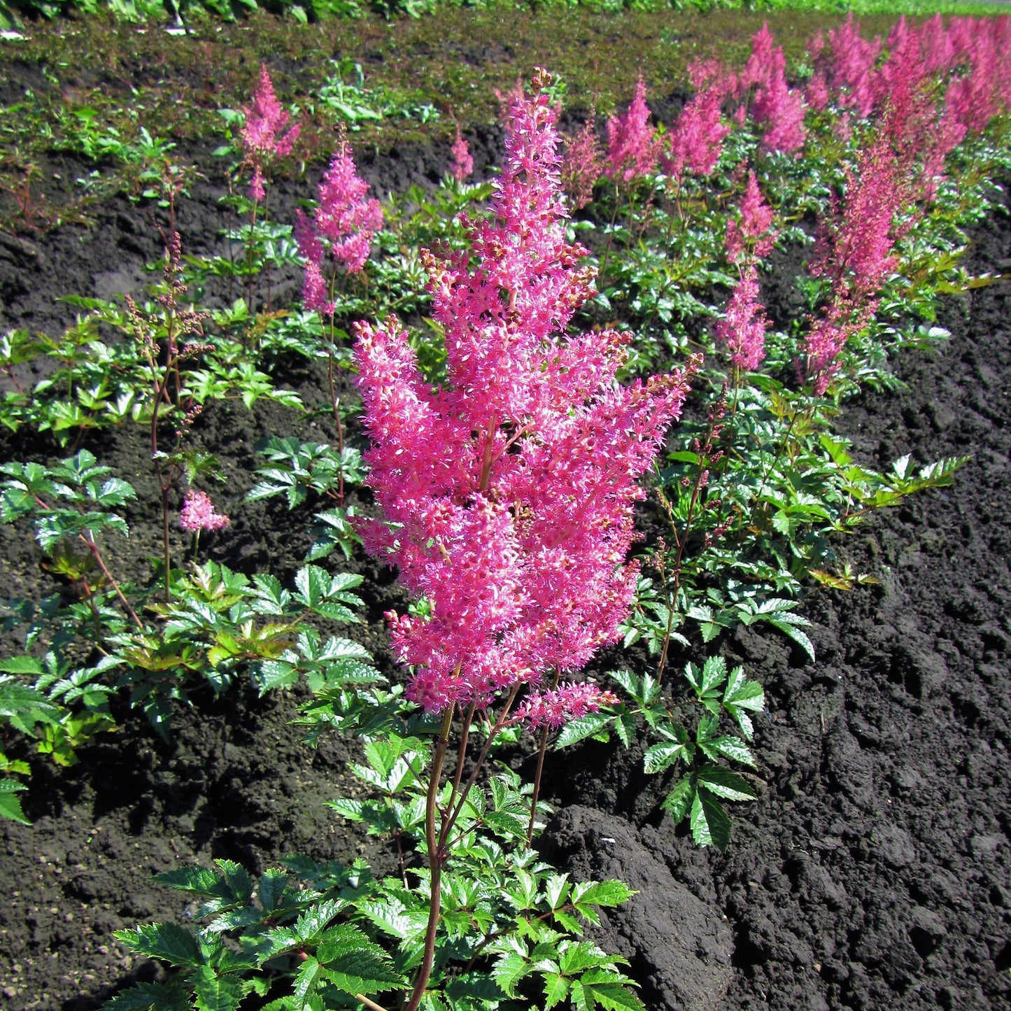 Astilbe - Cotton Candy Collection