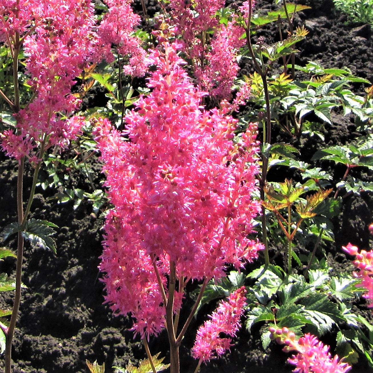 Astilbe - Cotton Candy Collection