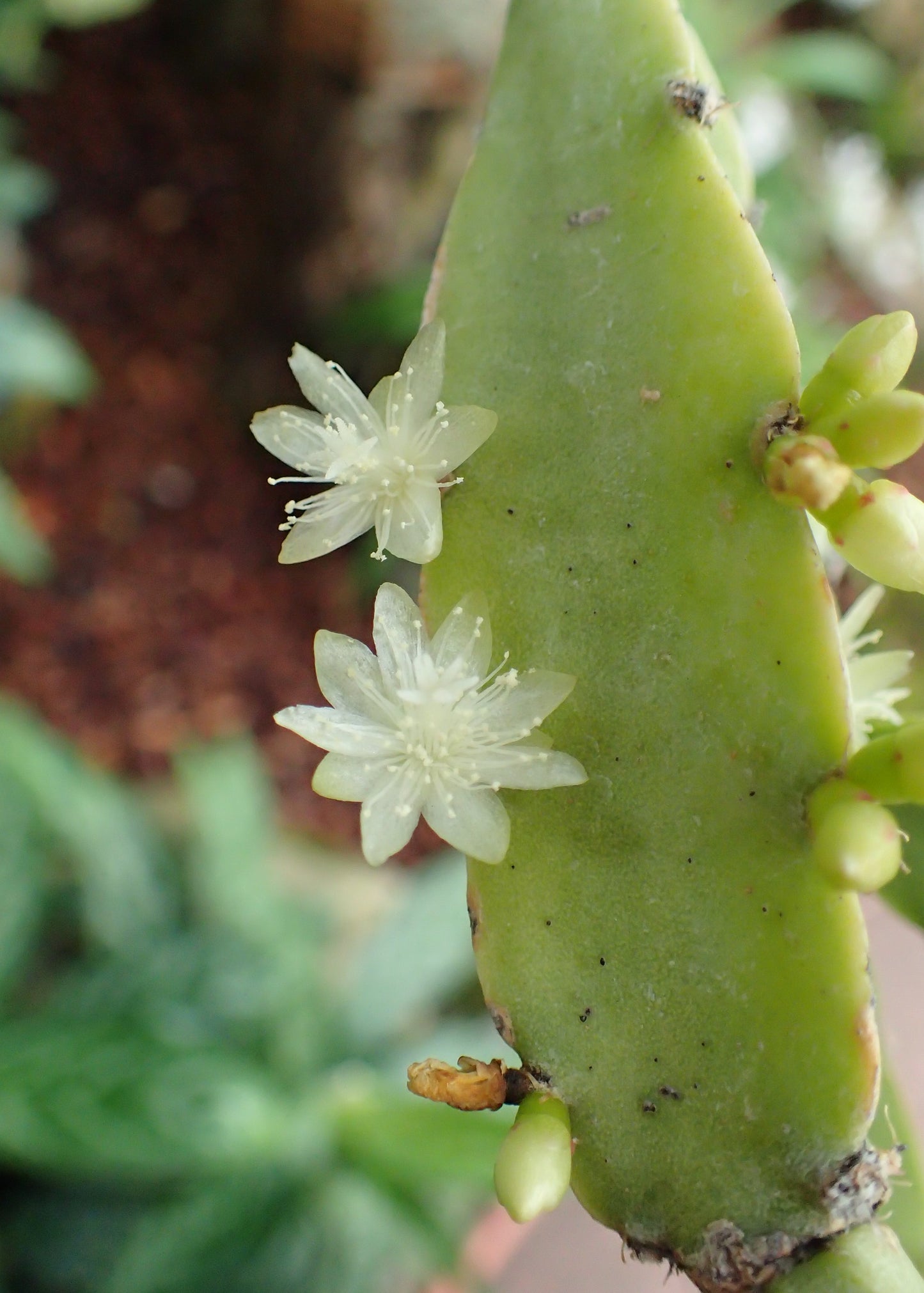Cascading Jungle Cactus Rhipsalis Cereoides