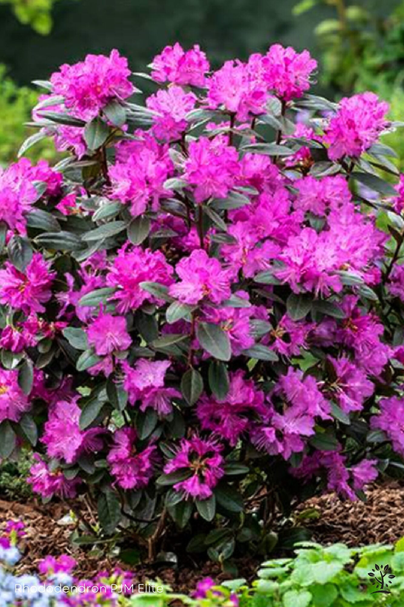 PJM Elite Rhododendron (RHODO. PJM ELITE) - 3 gallon 15"