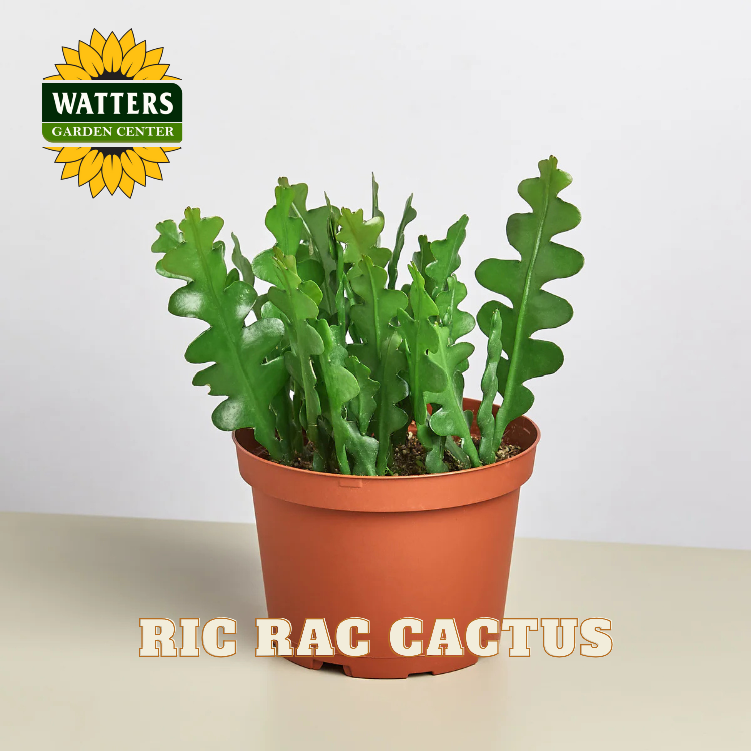 Potted Ric Rac Cactus with Watters Garden Center logo on a white background