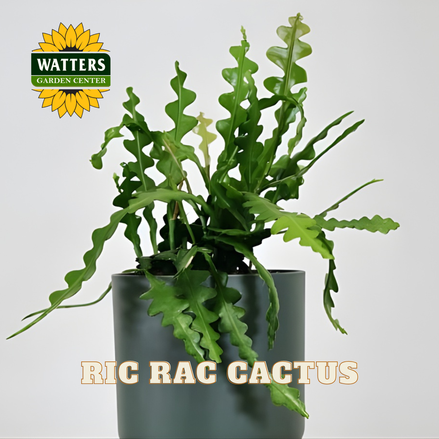 Potted Ric Rac Cactus with Watters Garden Center logo on a light gray background