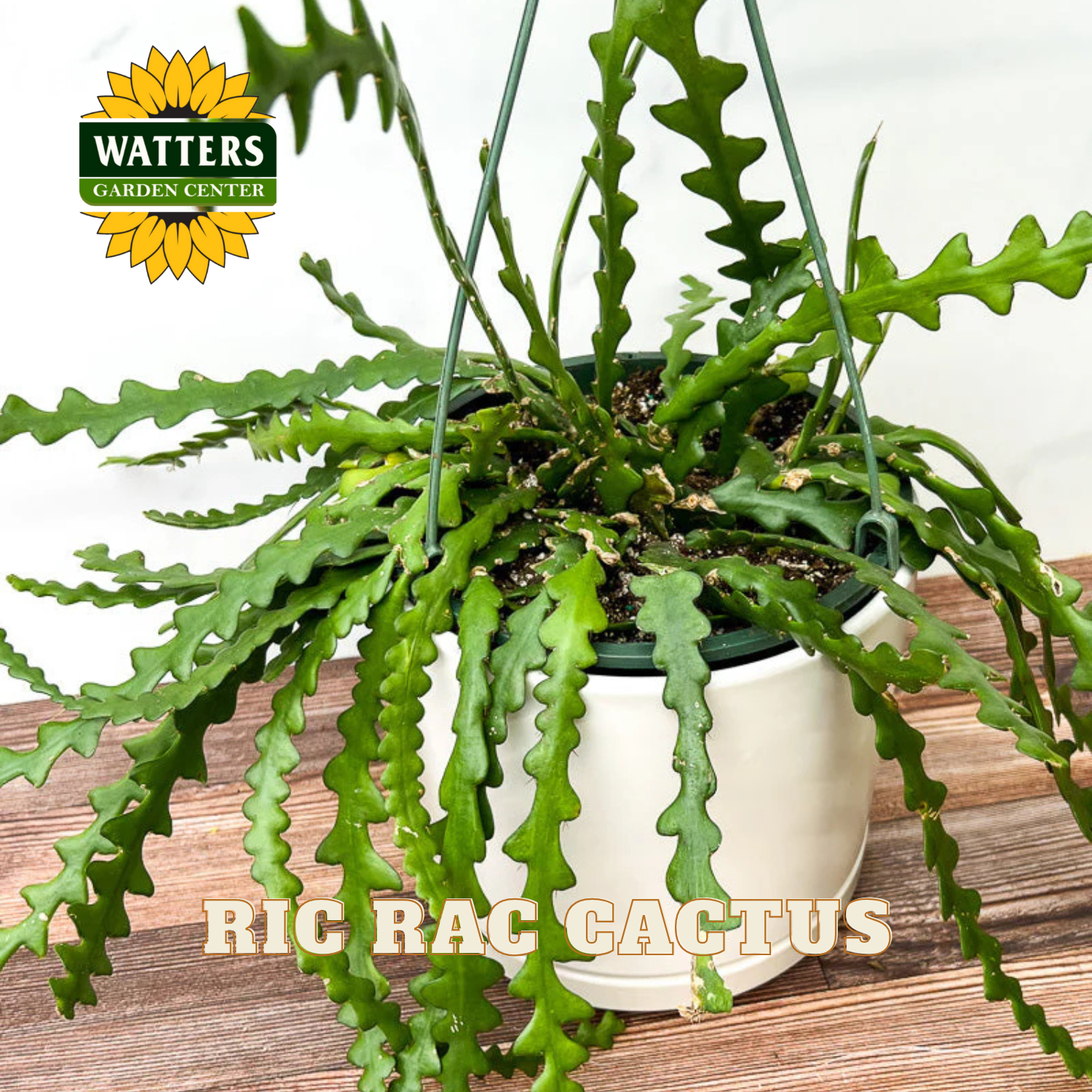 Potted Ric Rac Cactus with Watters Garden Center logo on a wooden surface