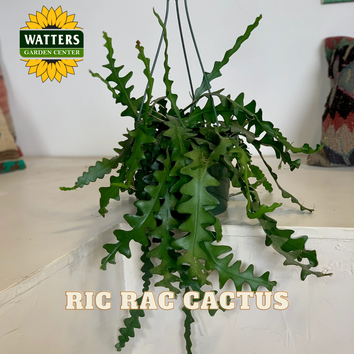 Hanging green cactus plant with 'Watters Garden Center' logo in the corner.