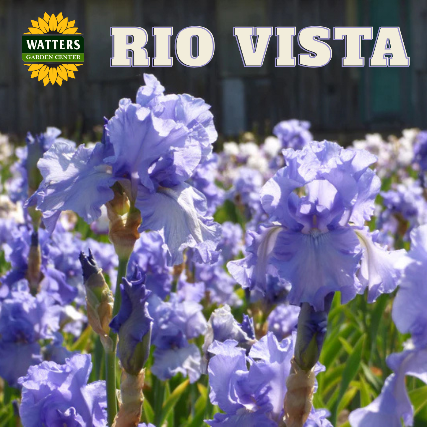 Rio Vista Bearded Iris - Reblooming