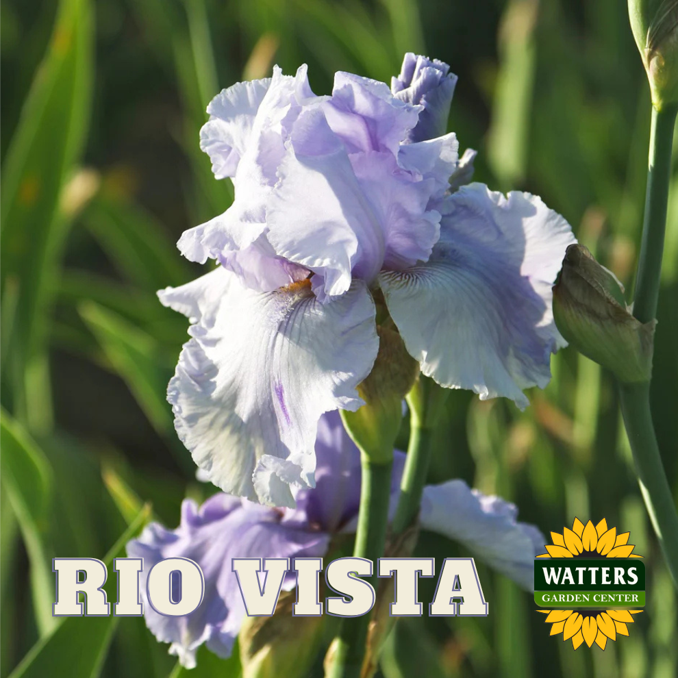 Rio Vista Bearded Iris - Reblooming