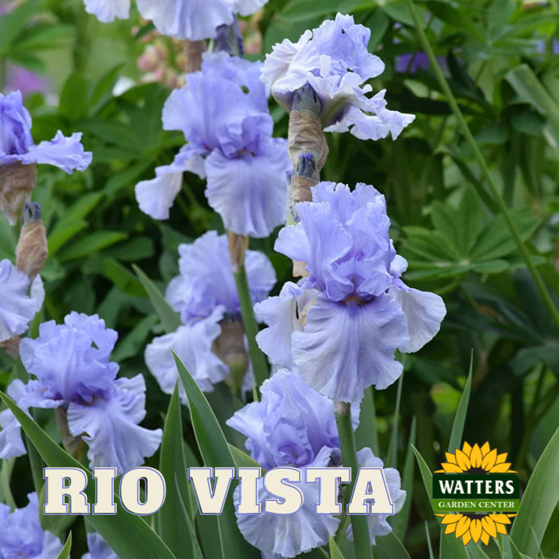 Rio Vista Bearded Iris - Reblooming